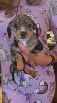 Chiweenie Puppies! Daschund x Chihuahua - Photo 5