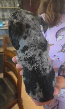 Chiweenie Puppies! Daschund x Chihuahua - Photo 6