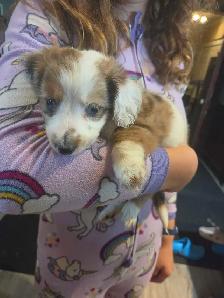 Chiweenie Puppies! Daschund x Chihuahua - Photo 7