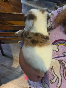 Chiweenie Puppies! Daschund x Chihuahua - Photo 8