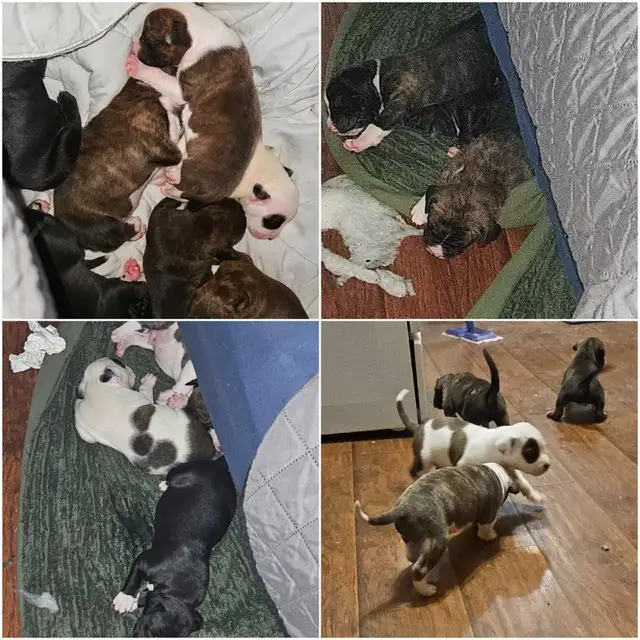 Puppies for Sale