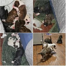 Puppies for Sale