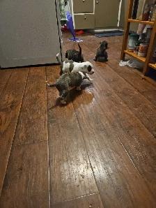 Puppies for Sale - Photo 2