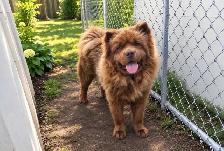 1 year Chocolate Male ChowChow