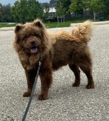 1 year Chocolate Male ChowChow - Photo 2