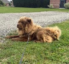 1 year Chocolate Male ChowChow - Photo 3