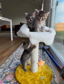 Vaccinated Kittens! Siberian x Russian Blue w Delivery!
