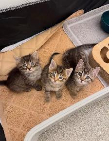Vaccinated Kittens! Siberian x Russian Blue w Delivery! - Photo 2
