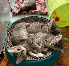 Vaccinated Kittens! Siberian x Russian Blue w Delivery! - Photo 3