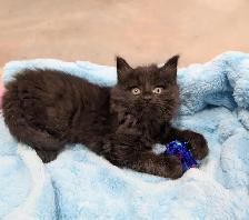 Vaccinated Kittens! Siberian x Russian Blue w Delivery! - Photo 5