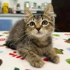 Vaccinated Kittens! Siberian x Russian Blue w Delivery! - Photo 7