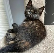 Vaccinated Kittens! Siberian x Russian Blue w Delivery! - Photo 8