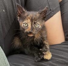 Vaccinated Kittens! Siberian x Russian Blue w Delivery! - Photo 9