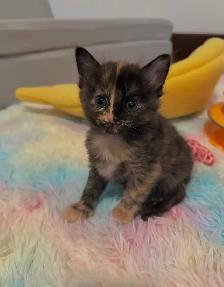 Vaccinated Kittens! Siberian x Russian Blue w Delivery! - Photo 10