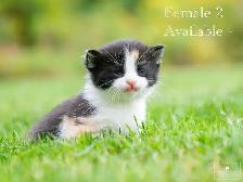 Cute Kittens for Sale! 5 Reservations Available! - Photo 2