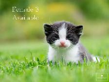 Cute Kittens for Sale! 5 Reservations Available! - Photo 3