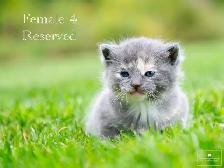 Cute Kittens for Sale! 5 Reservations Available! - Photo 4