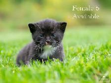 Cute Kittens for Sale! 5 Reservations Available! - Photo 5