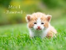 Cute Kittens for Sale! 5 Reservations Available! - Photo 7
