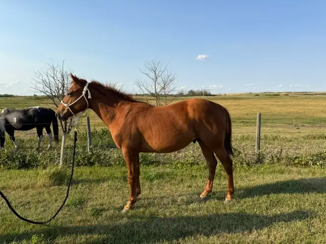 2 Yr Old  Sorrel Gelding - Grade