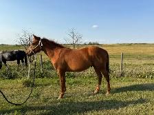 2 Yr Old  Sorrel Gelding - Grade