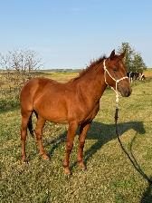 2 Yr Old  Sorrel Gelding - Grade - Photo 2