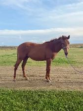 2 Yr Old  Sorrel Gelding - Grade - Photo 3