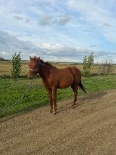 2 Yr Old  Sorrel Gelding - Grade - Photo 4
