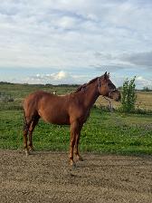 2 Yr Old  Sorrel Gelding - Grade - Photo 5