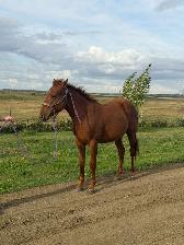 2 Yr Old  Sorrel Gelding - Grade - Photo 6