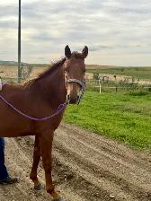 2 Yr Old  Sorrel Gelding - Grade - Photo 7