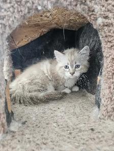 Ragdoll kittens for sale!