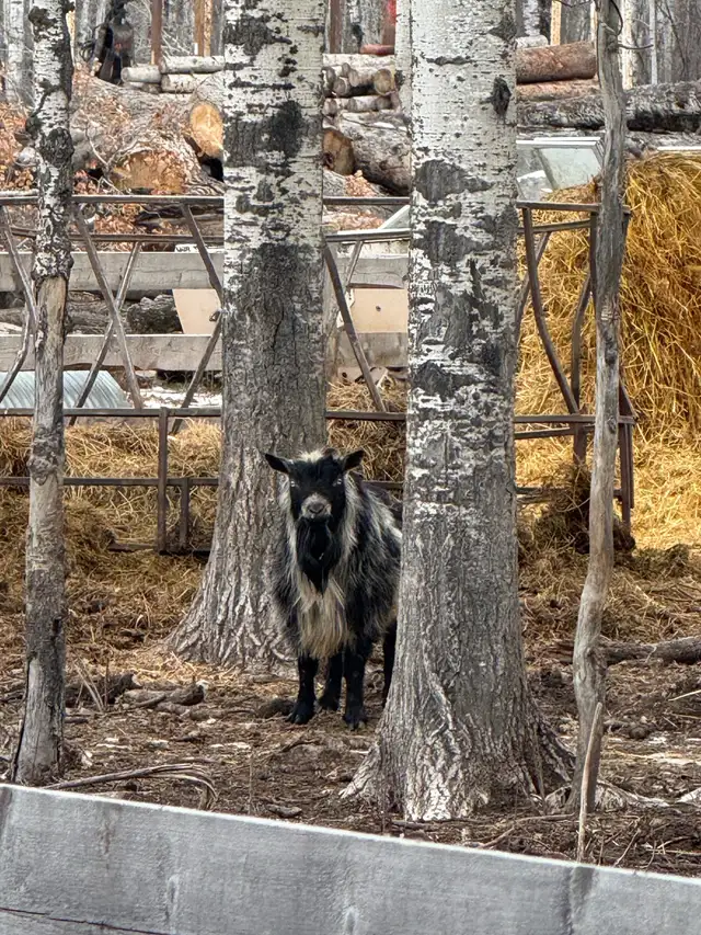 Nigerian Dwarf Buck