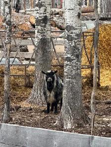 Nigerian Dwarf Buck