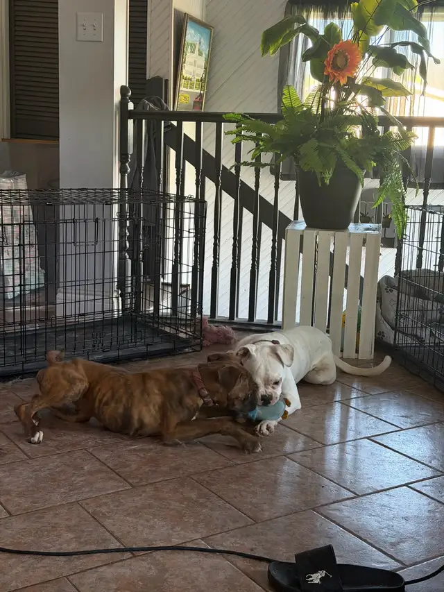 Young adult boxer dog
