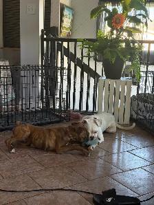 Young adult boxer dog