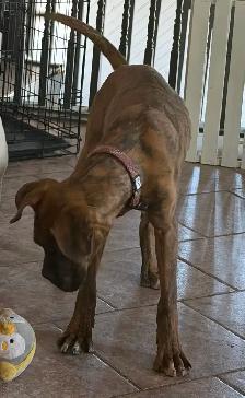 Young adult boxer dog - Photo 2