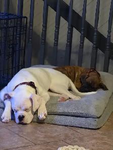 Young adult boxer dog - Photo 3