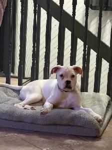 Young adult boxer dog - Photo 4