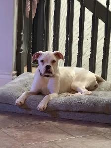 Young adult boxer dog - Photo 5