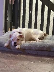 Young adult boxer dog - Photo 6