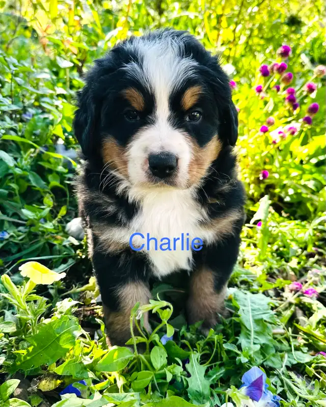 Bernese Mountain Dog puppies