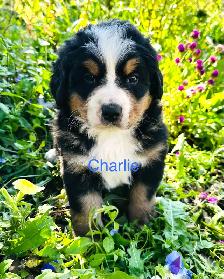 Bernese Mountain Dog puppies