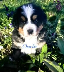 Bernese Mountain Dog puppies - Photo 2