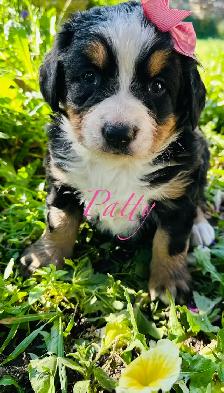 Bernese Mountain Dog puppies - Photo 3