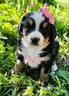 Bernese Mountain Dog puppies - Photo 4