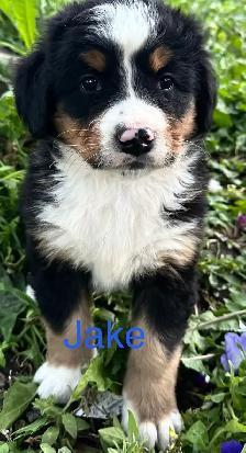 Bernese Mountain Dog puppies - Photo 5