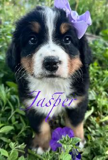Bernese Mountain Dog puppies - Photo 6