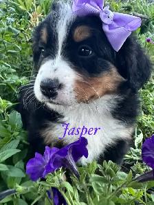 Bernese Mountain Dog puppies - Photo 7