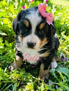 Bernese Mountain Dog puppies - Photo 8